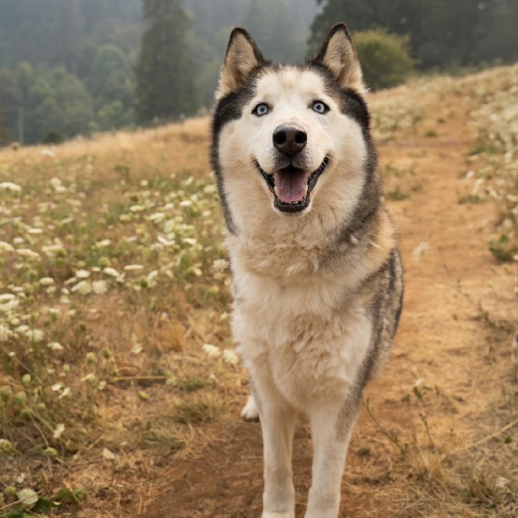 Enlarge Riku, a Adoptable Husky in Golden, CO image 1/6