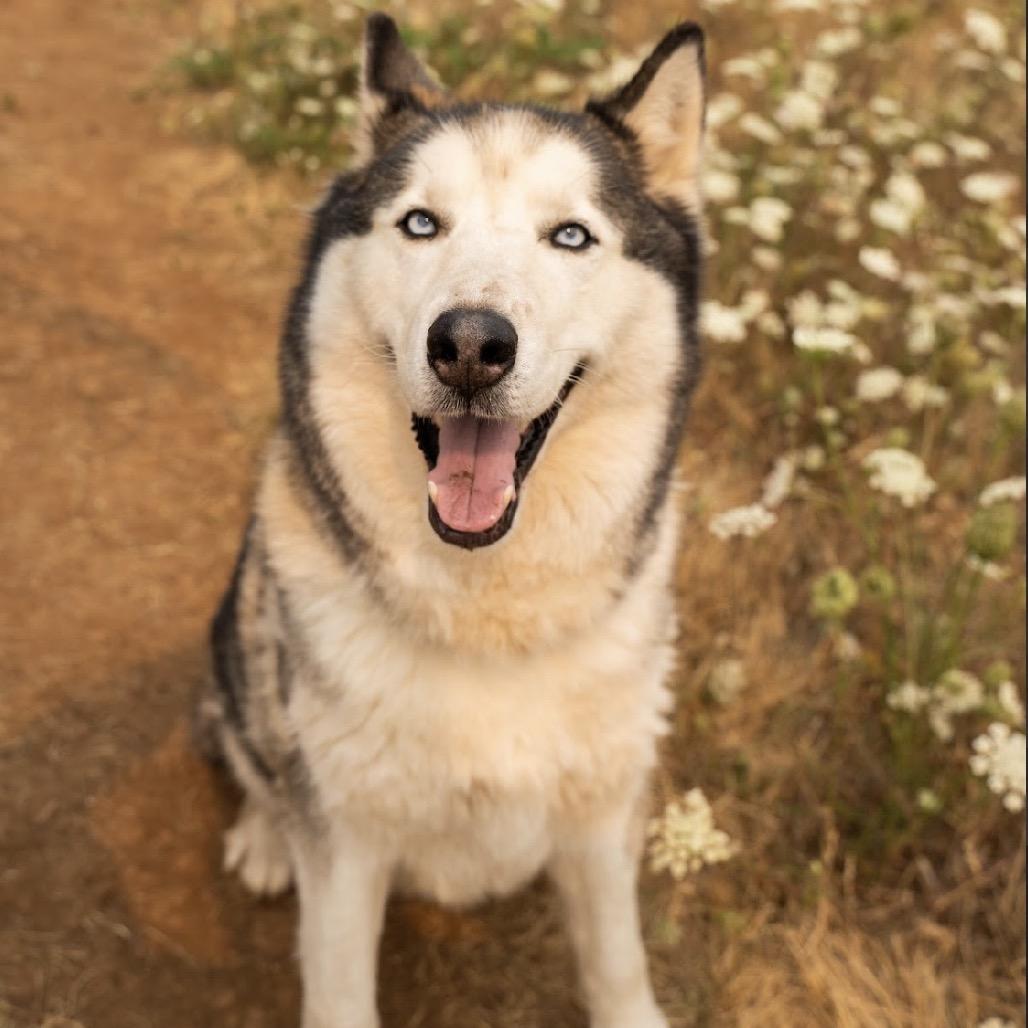 Enlarge Riku, a Adoptable Husky in Golden, CO image 2/6