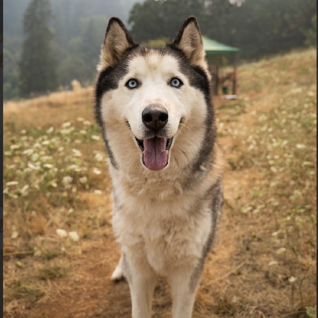 Enlarge Riku, a Adoptable Husky in Golden, CO image 4/6
