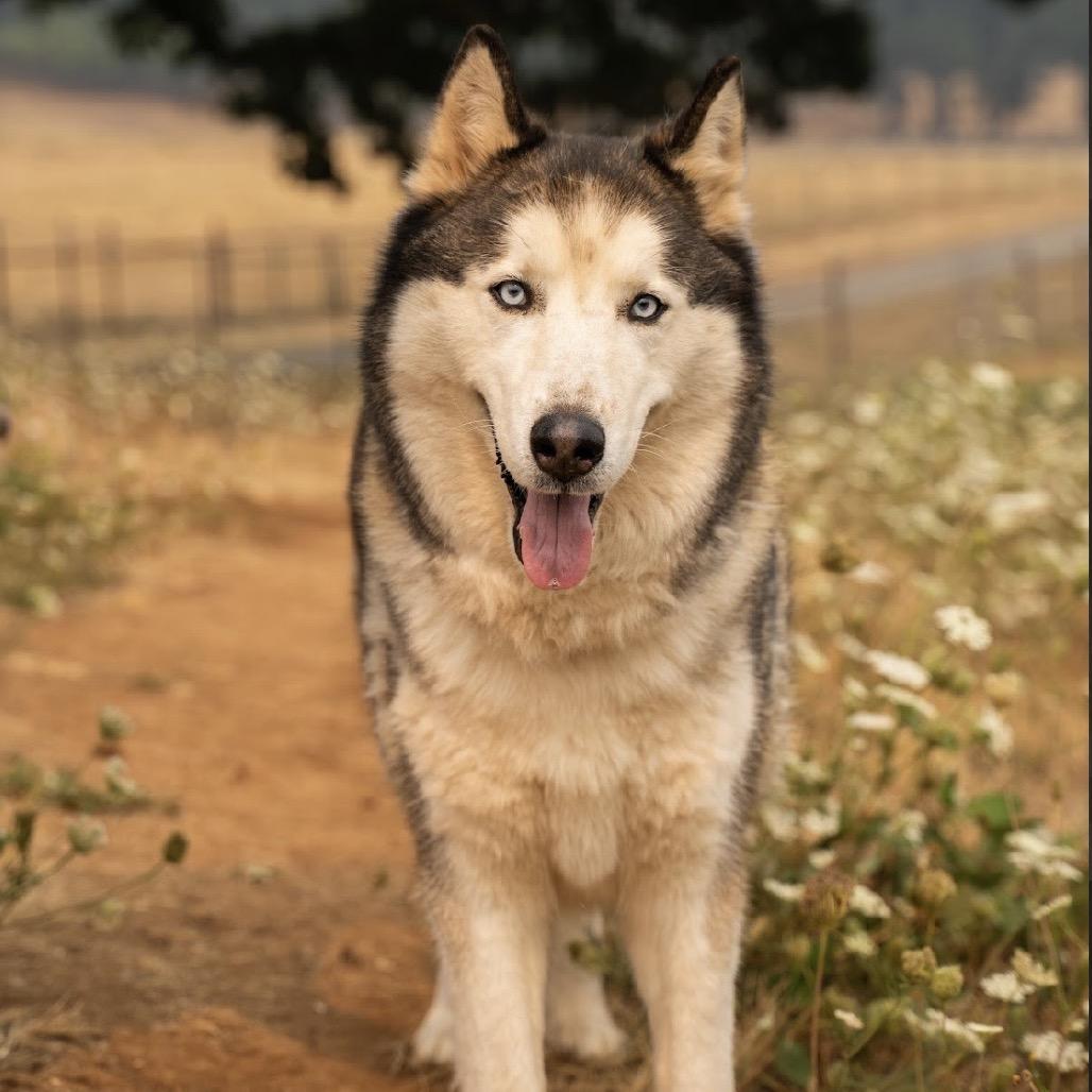 Enlarge Riku, a Adoptable Husky in Golden, CO image 6/6