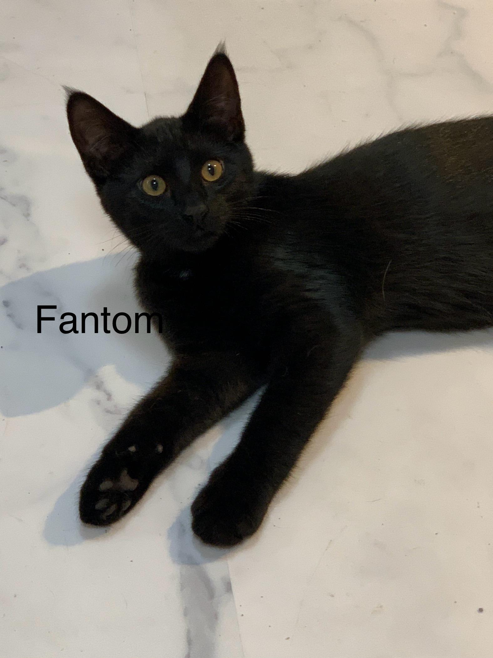 Enlarge Fantom, a Adoptable Domestic Short Hair in Saint Charles, MO image 1/1