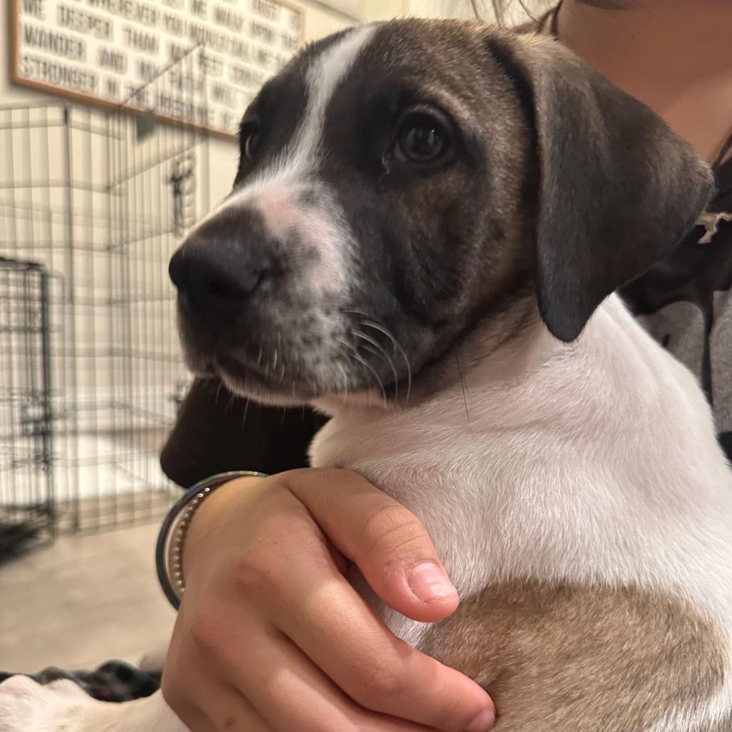 Enlarge Max, a Adoptable mixed breed in San Antonio, TX image 1/4