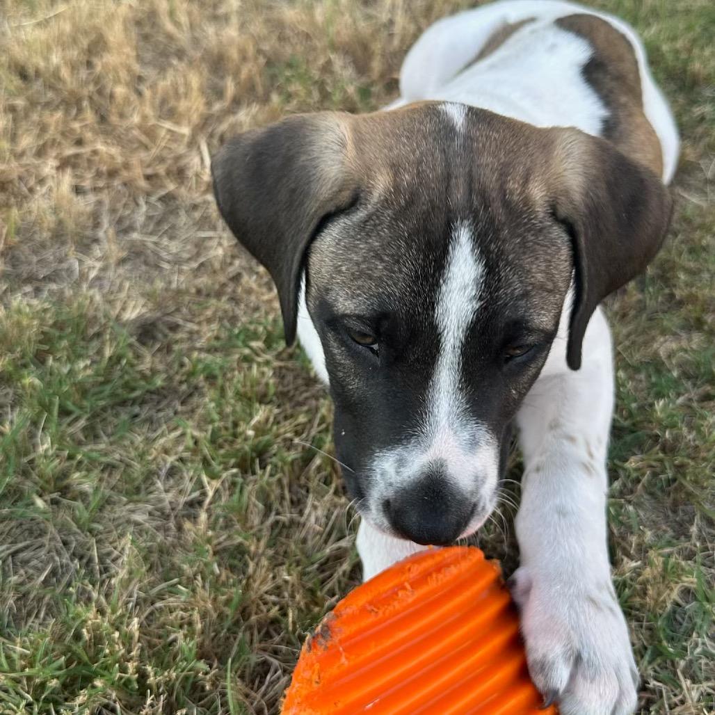 Enlarge Max, a Adoptable mixed breed in San Antonio, TX image 2/4