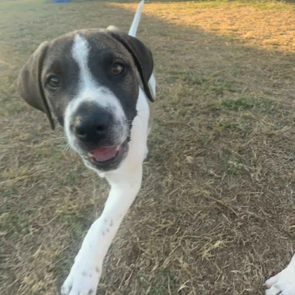 Enlarge Max, a Adoptable mixed breed in San Antonio, TX image 3/4