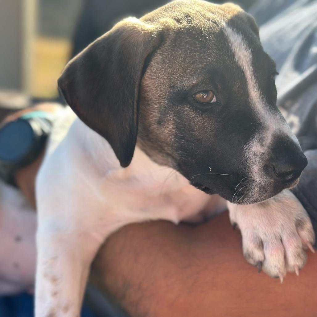 Enlarge Max, a Adoptable mixed breed in San Antonio, TX image 4/4