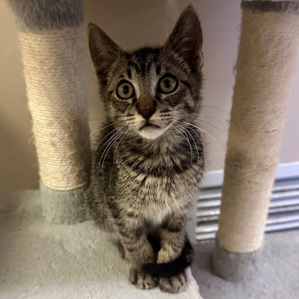 Fitchner, Adoptable, Kitten Male Domestic Short Hair.