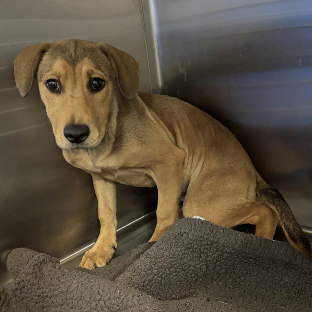 Shania Twain, Adoptable, Young Female German Shepherd Dog.