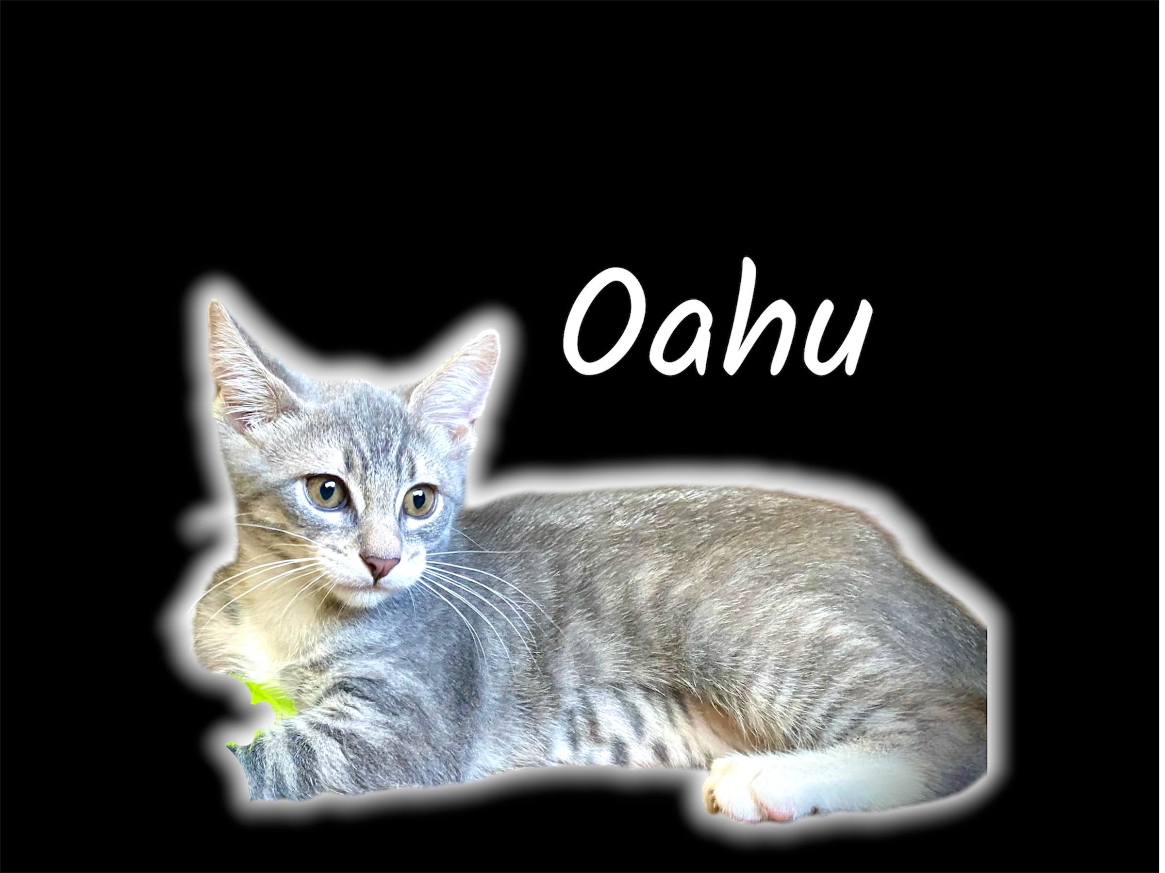 Oahu, an adopted Domestic Short Hair in Auburn, CA image 2/2