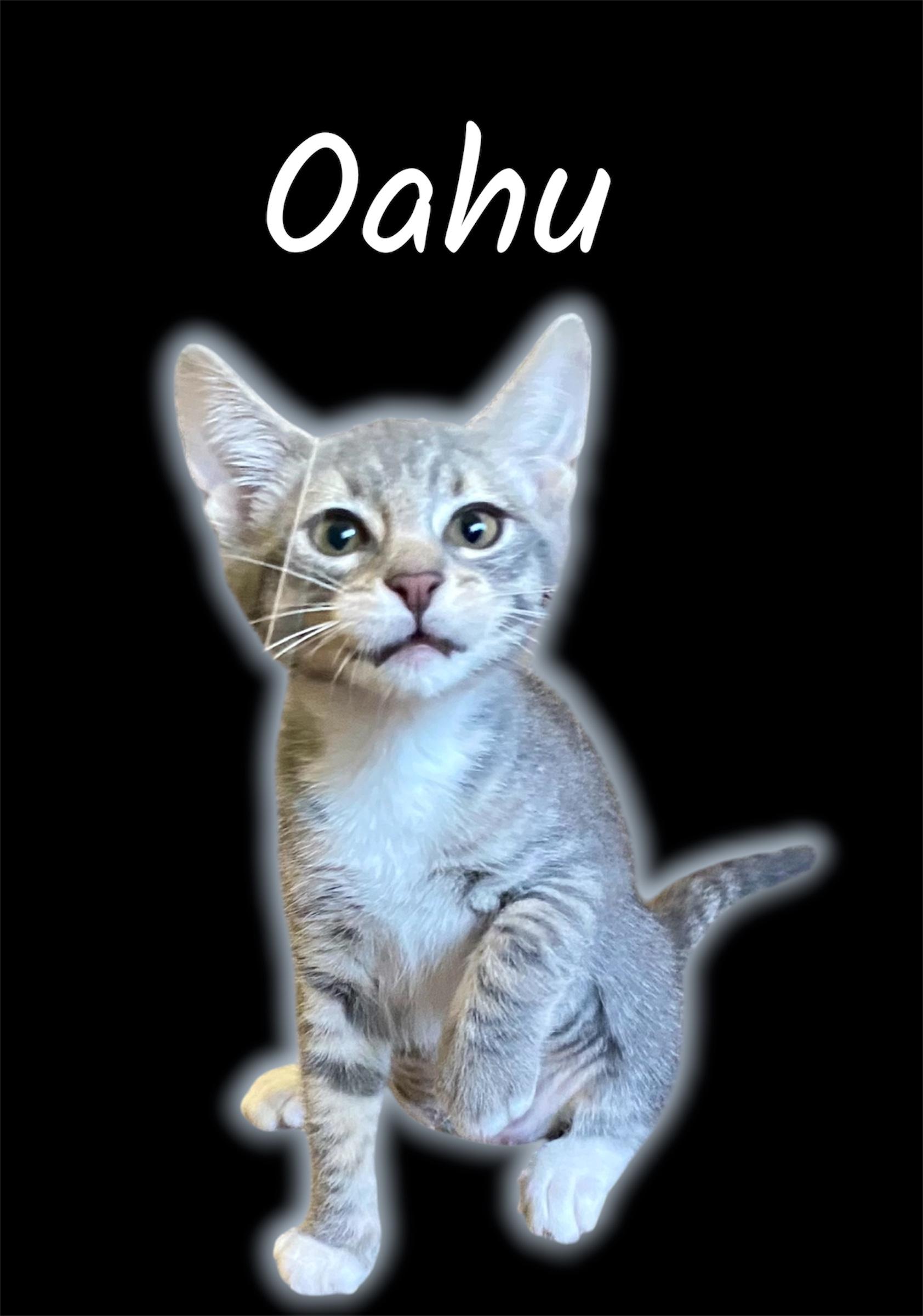 Oahu, an adopted Domestic Short Hair in Auburn, CA image 1/2