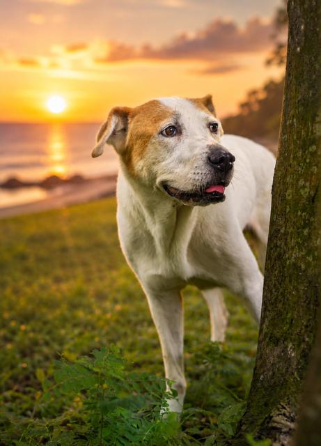 Enlarge Sweetie, a ADOPTABLE mixed breed in Palm Harbor, FL image 4/5