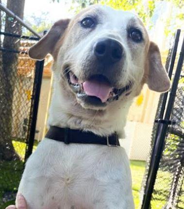 Enlarge Sweetie, a ADOPTABLE mixed breed in Palm Harbor, FL image 3/5