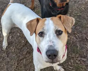 Enlarge Sweetie, a ADOPTABLE mixed breed in Palm Harbor, FL image 2/5
