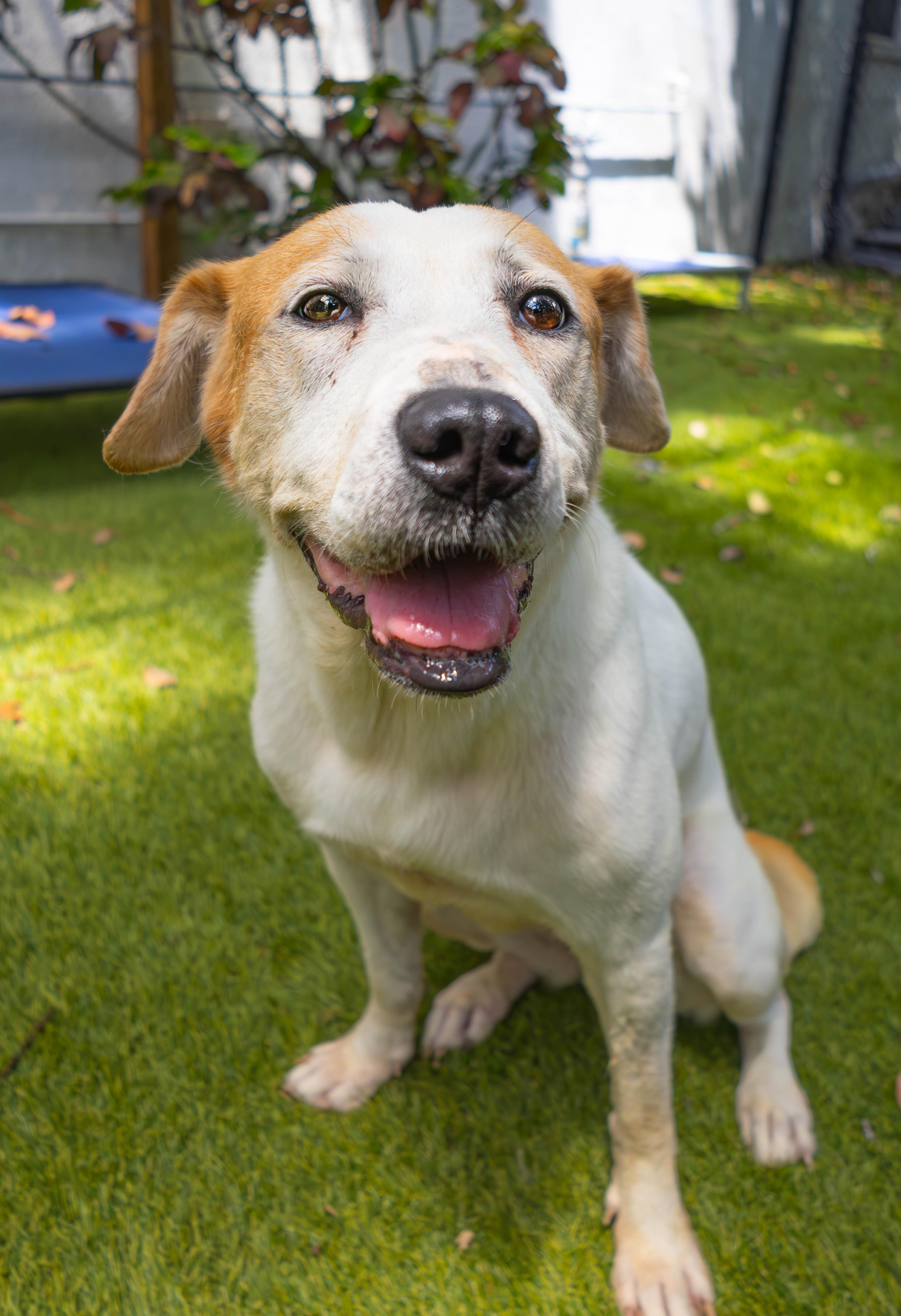 Sweetie, ADOPTABLE, Adult Female Hound.