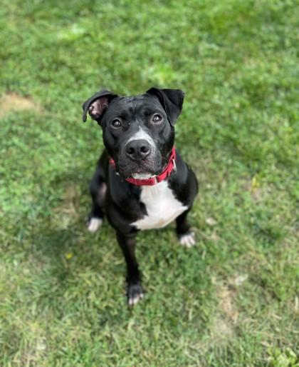 Enlarge Chase, a Adoptable mixed breed in Vienna, OH image 1/1