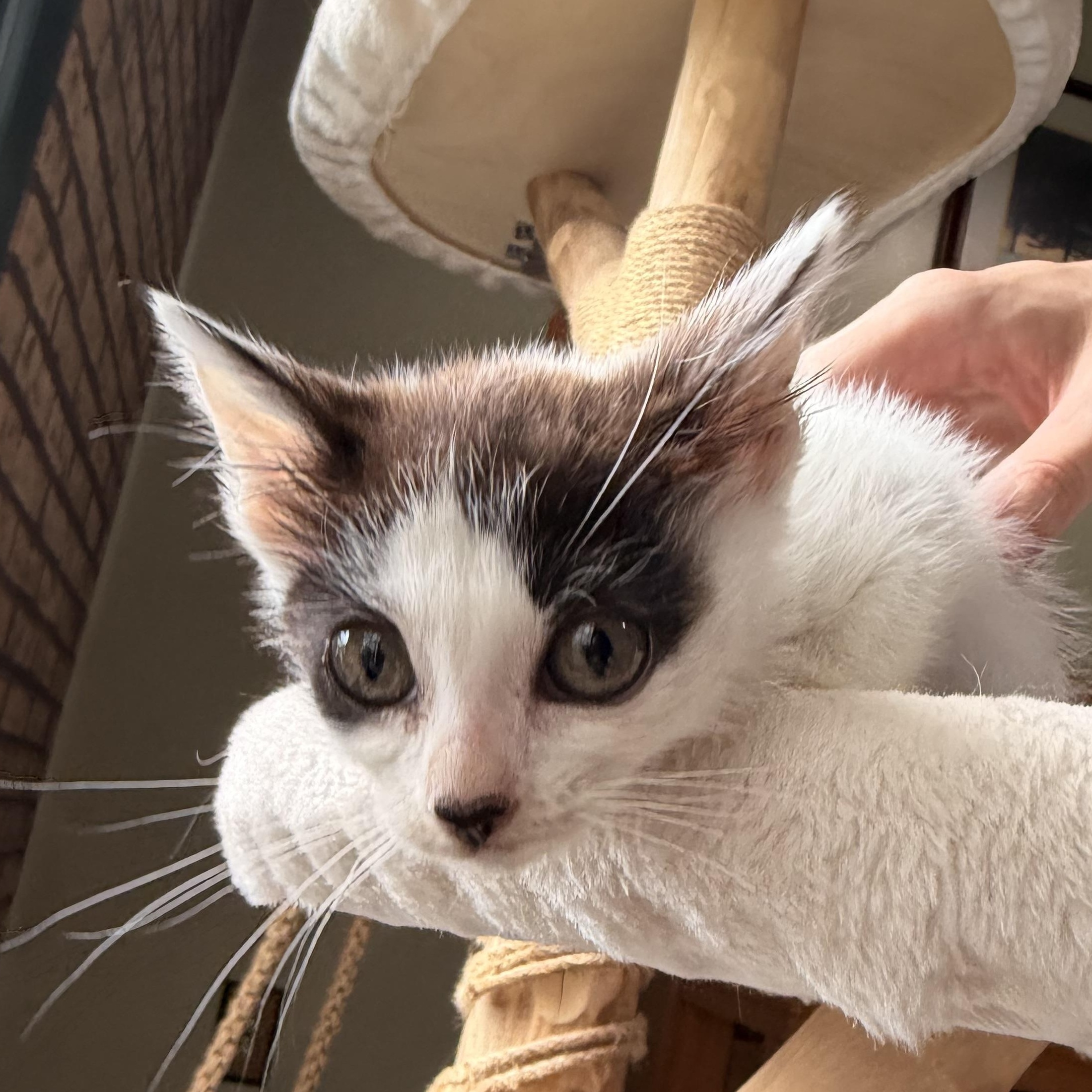 Sweet Caroline, a Adoptable American Shorthair in Scranton, PA image 5/5