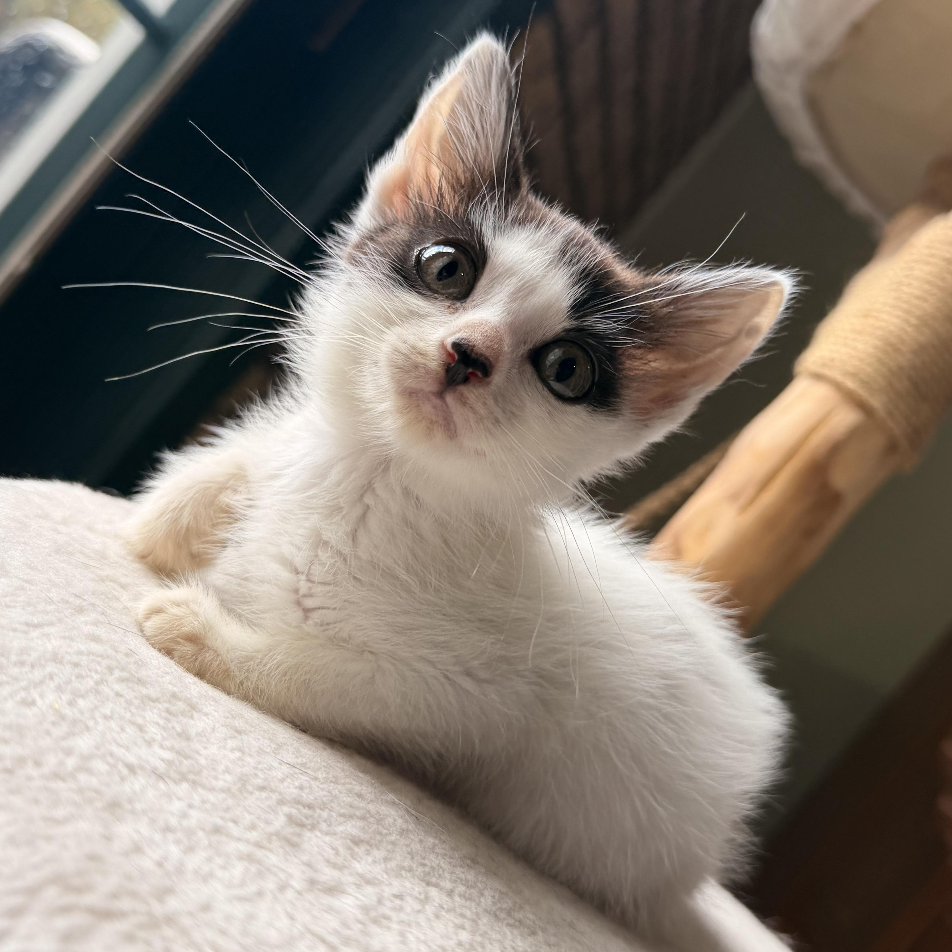 Sweet Caroline, Adoptable, Kitten Female American Shorthair.