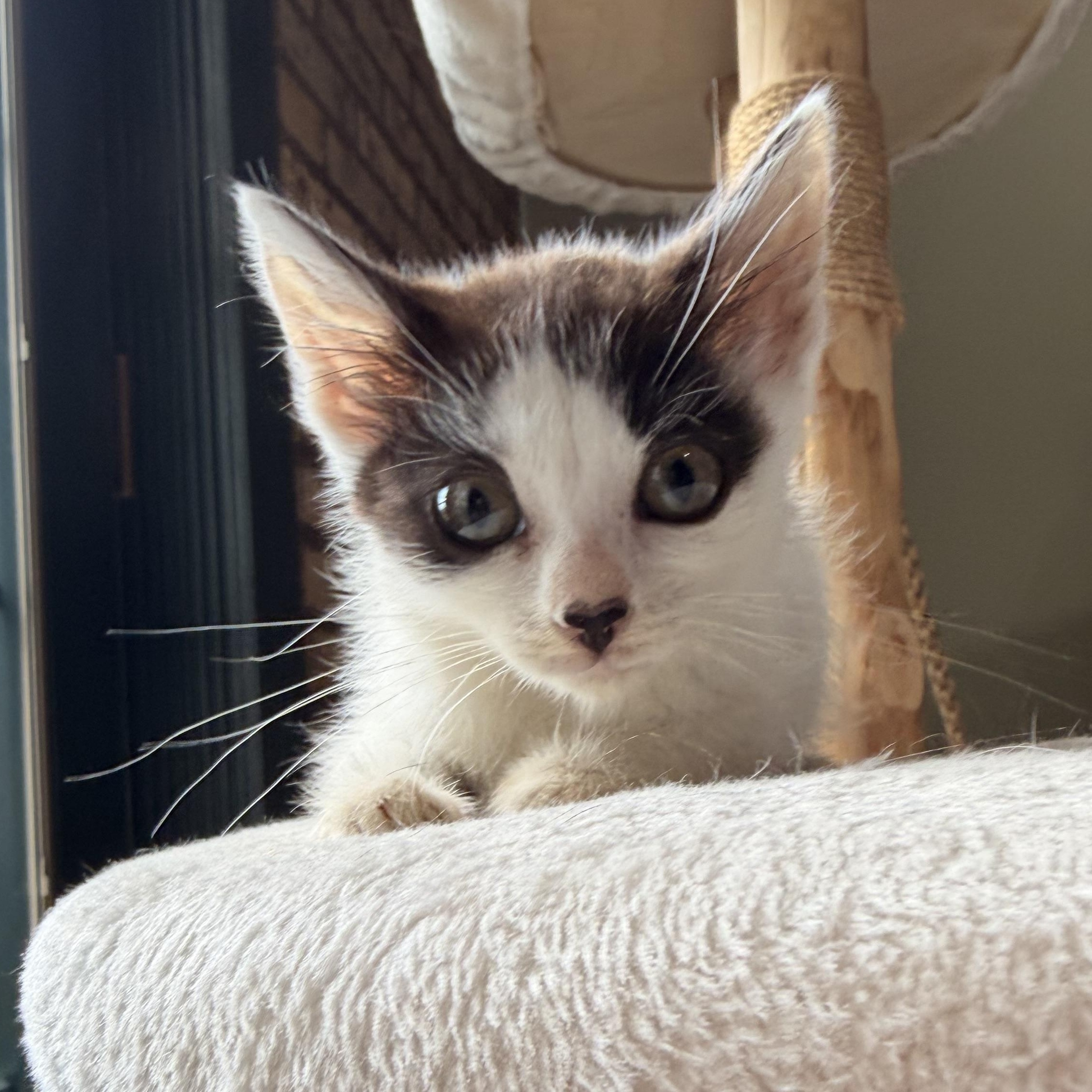 Sweet Caroline, a Adoptable American Shorthair in Scranton, PA image 3/5