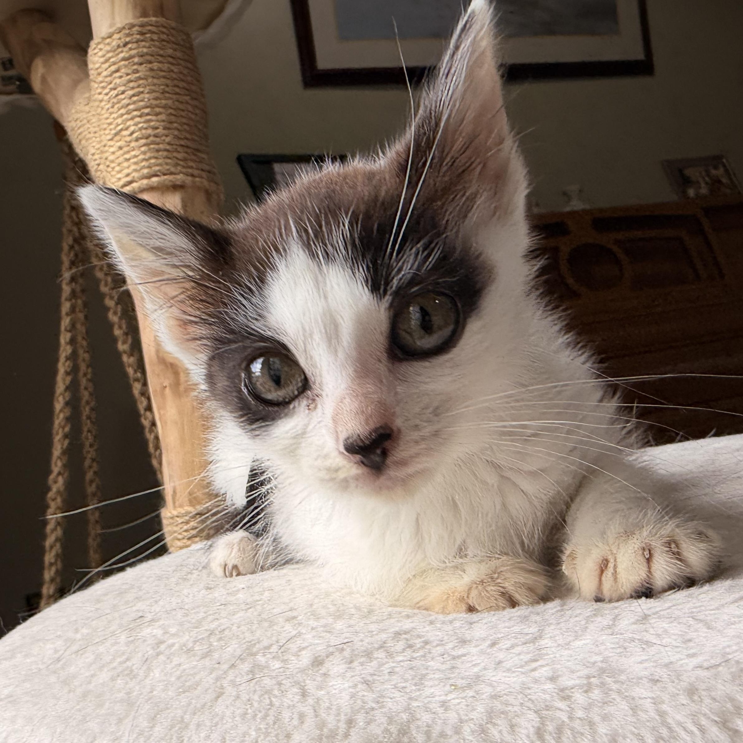 Sweet Caroline, a Adoptable American Shorthair in Scranton, PA image 2/5