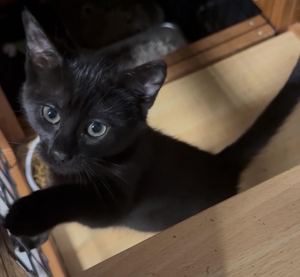 Benedict, Adoptable, Kitten Male Domestic Short Hair.