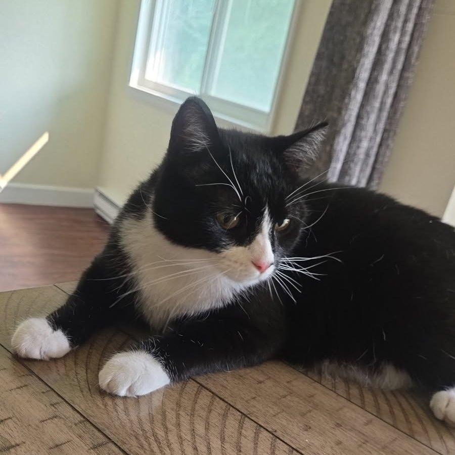 Enlarge Karliah (Courtesy Post), a ADOPTABLE Tuxedo in Oswego, NY image 2/3