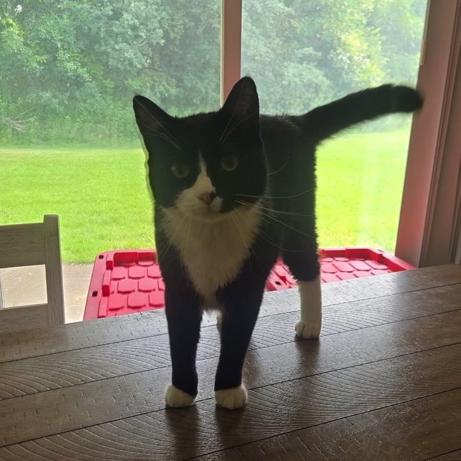 Enlarge Karliah (Courtesy Post), a ADOPTABLE Tuxedo in Oswego, NY image 3/3
