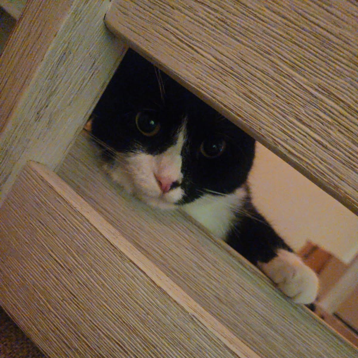Karliah (Courtesy Post), ADOPTABLE, Young Female Tuxedo.