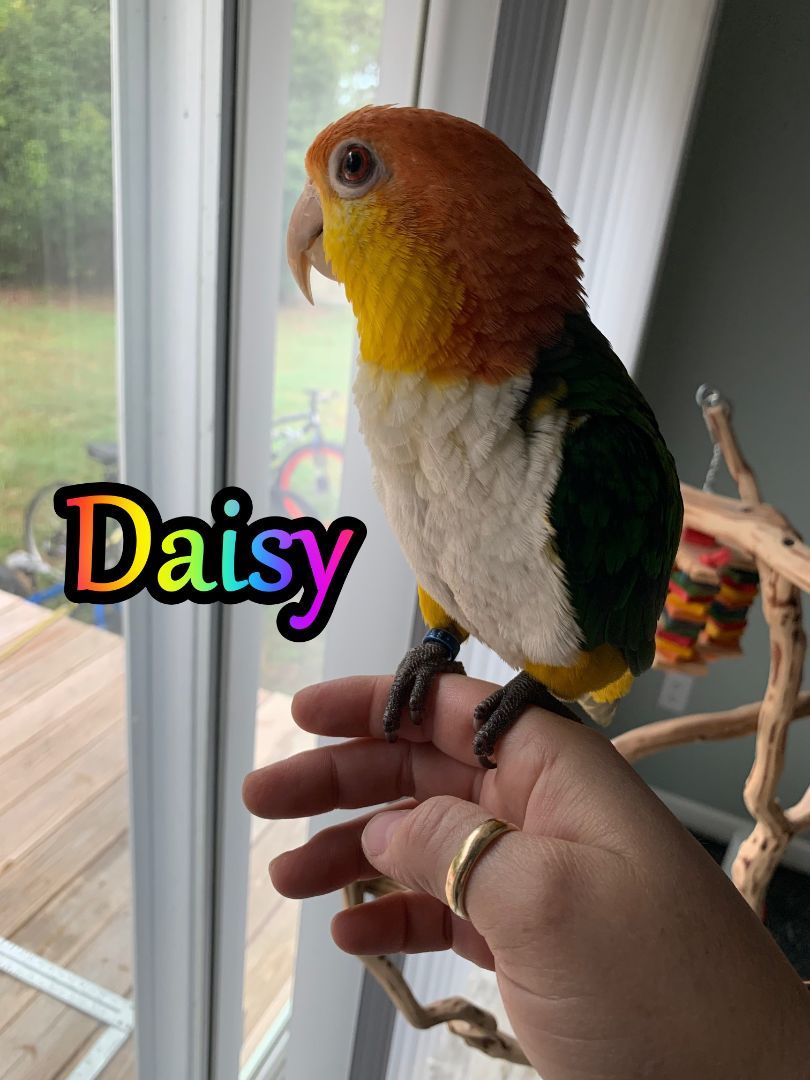 Daisy, Adult Female Caique