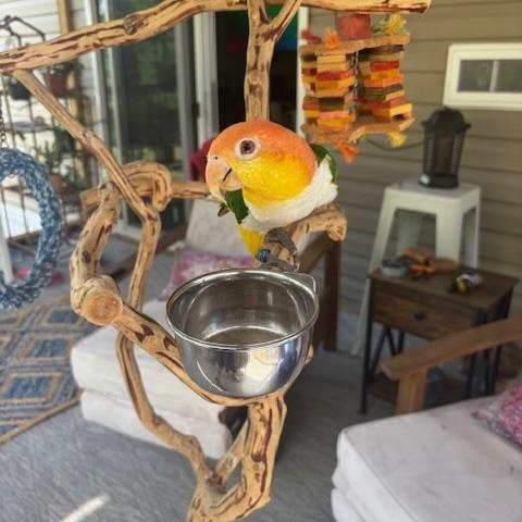 Daisy photo 2