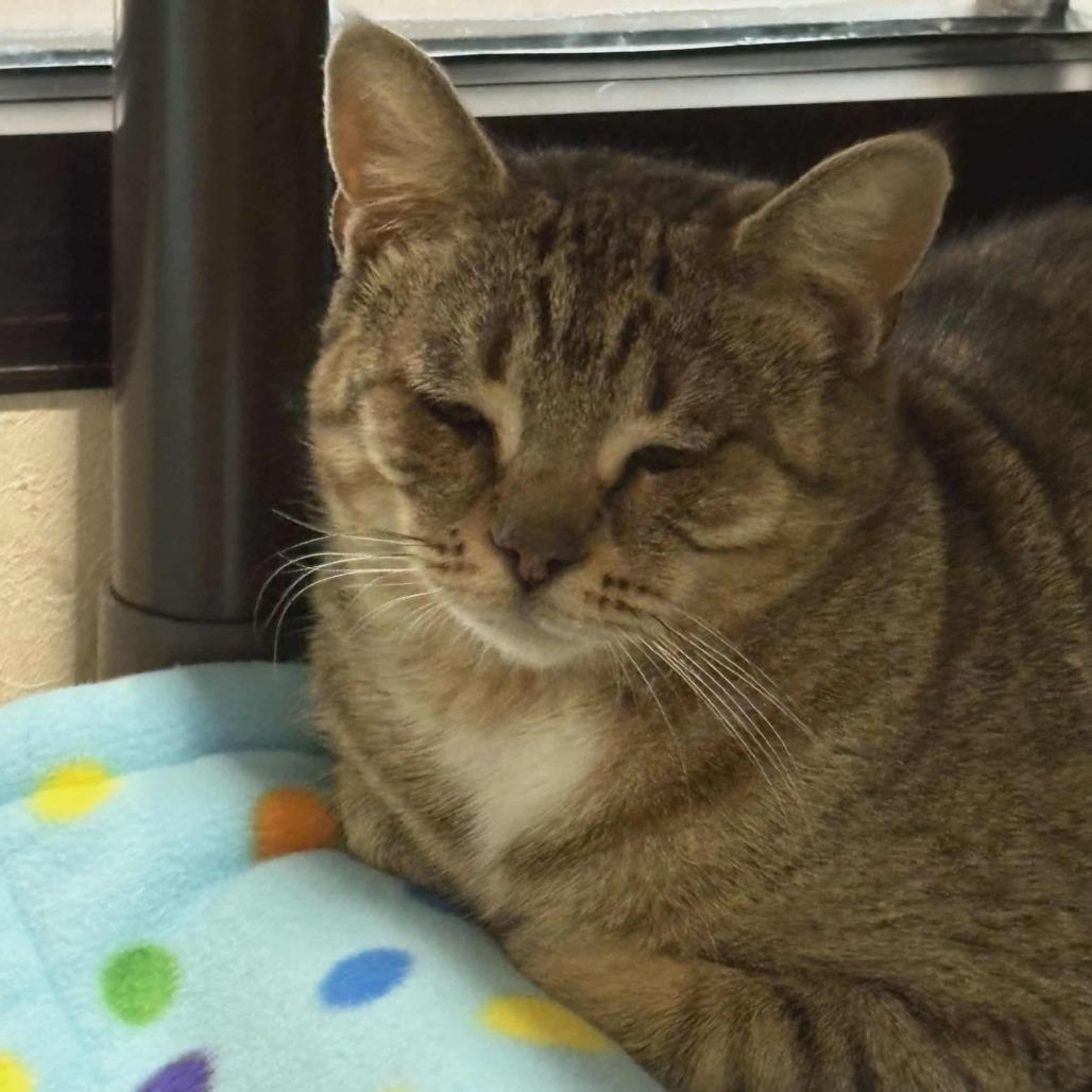 Bonnie, Adoptable, Adult Female Domestic Short Hair.
