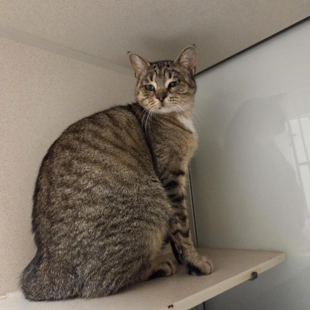 Bonnie, a Adoptable Domestic Short Hair in Ballston Spa, NY image 2/6