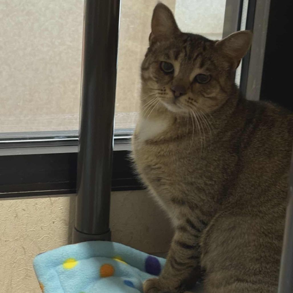 Bonnie, a Adoptable Domestic Short Hair in Ballston Spa, NY image 3/6