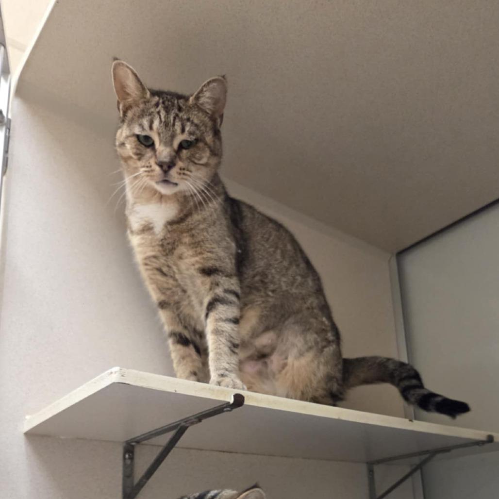 Bonnie, a Adoptable Domestic Short Hair in Ballston Spa, NY image 4/6