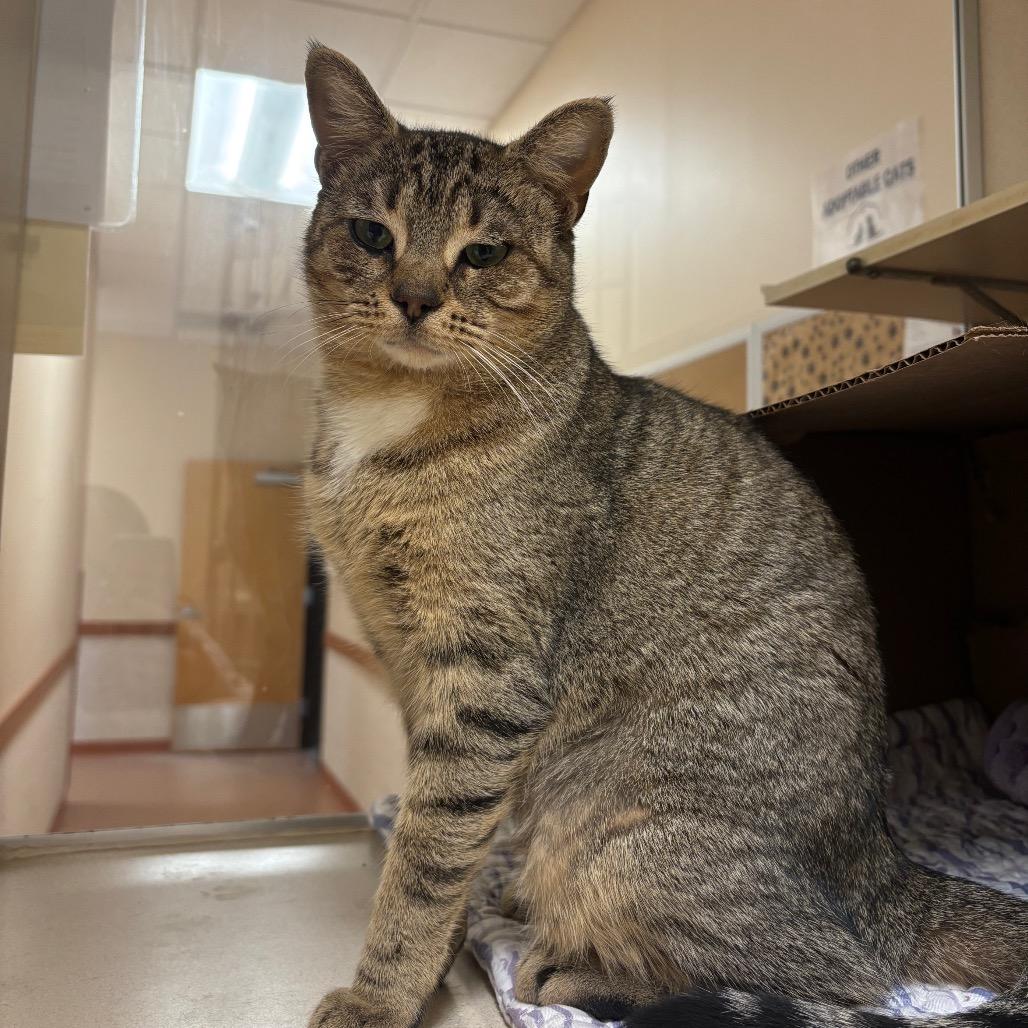 Bonnie, a Adoptable Domestic Short Hair in Ballston Spa, NY image 6/6