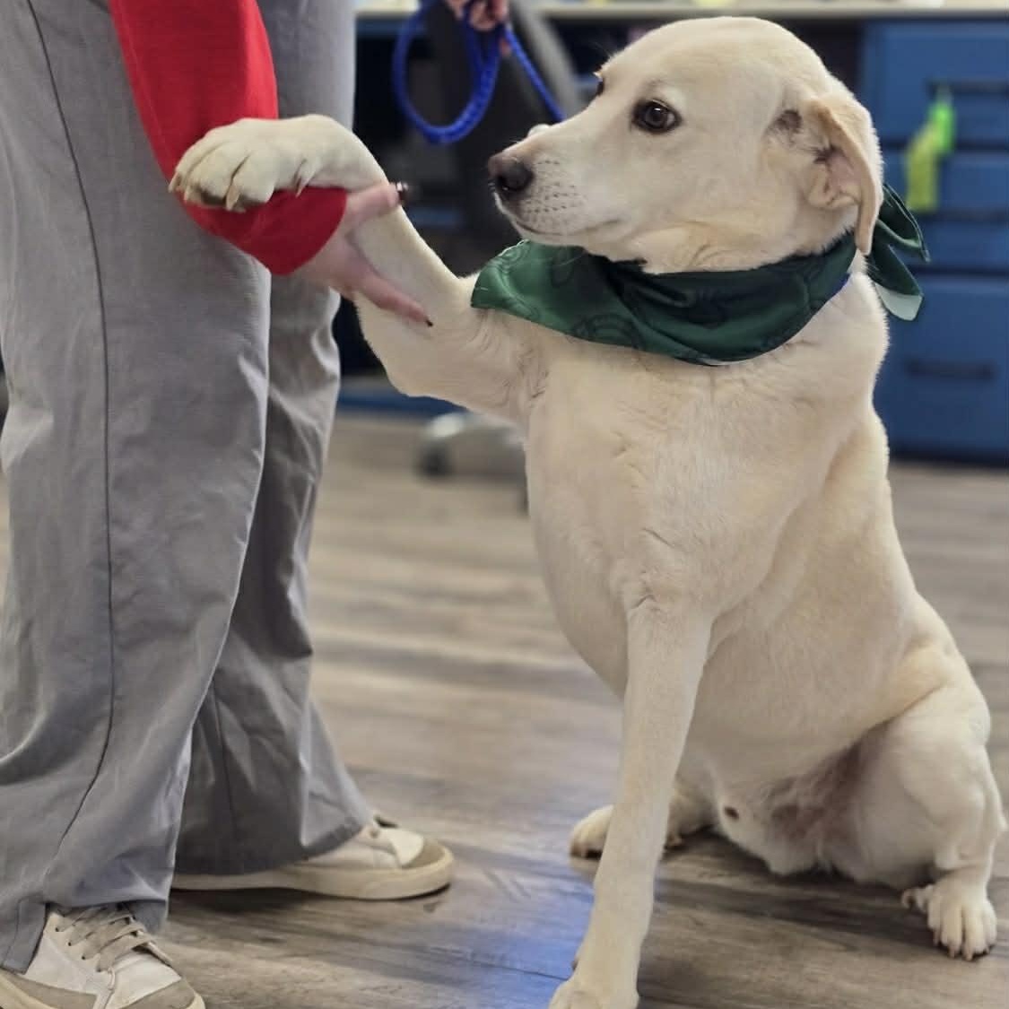 Ollie, Adoptable, Senior Male Akbash & Great Pyrenees.