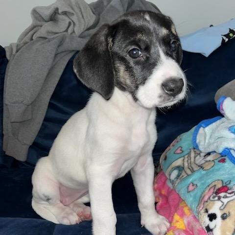 Rachael Ann, Adoptable, Puppy Female Labrador Retriever & Mountain Cur.