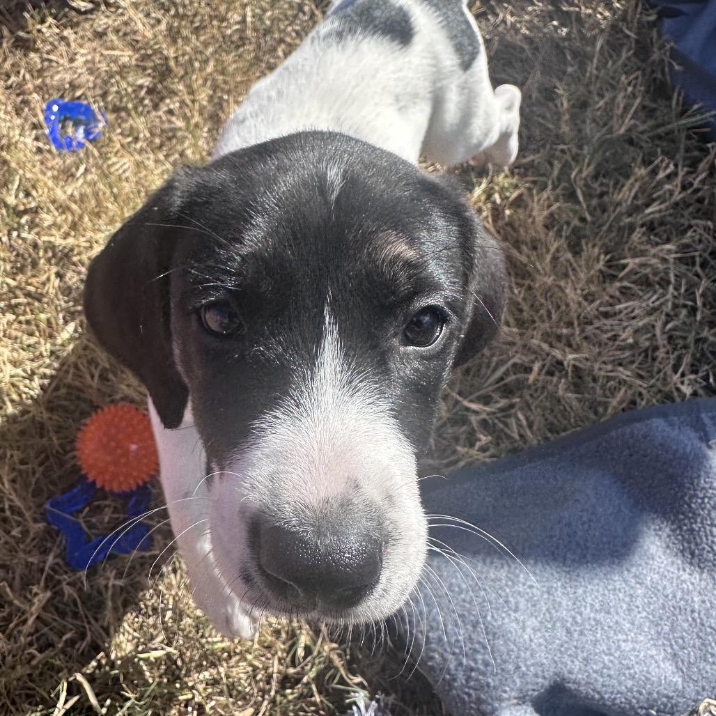 Enlarge Rachael Ann, a Adoptable mixed breed in Goodlettsville, TN image 2/6