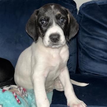 Enlarge Rachael Ann, a Adoptable mixed breed in Goodlettsville, TN image 3/6