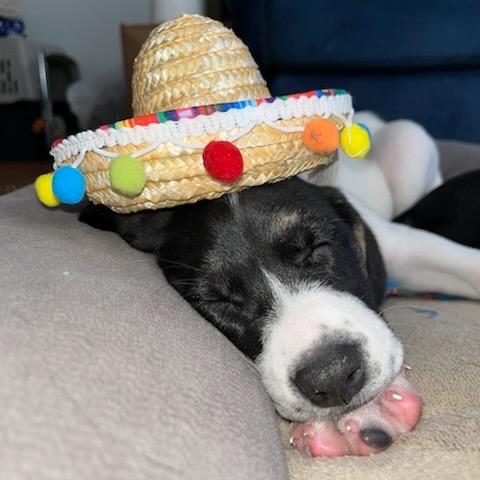 Enlarge Rachael Ann, a Adoptable mixed breed in Goodlettsville, TN image 5/6