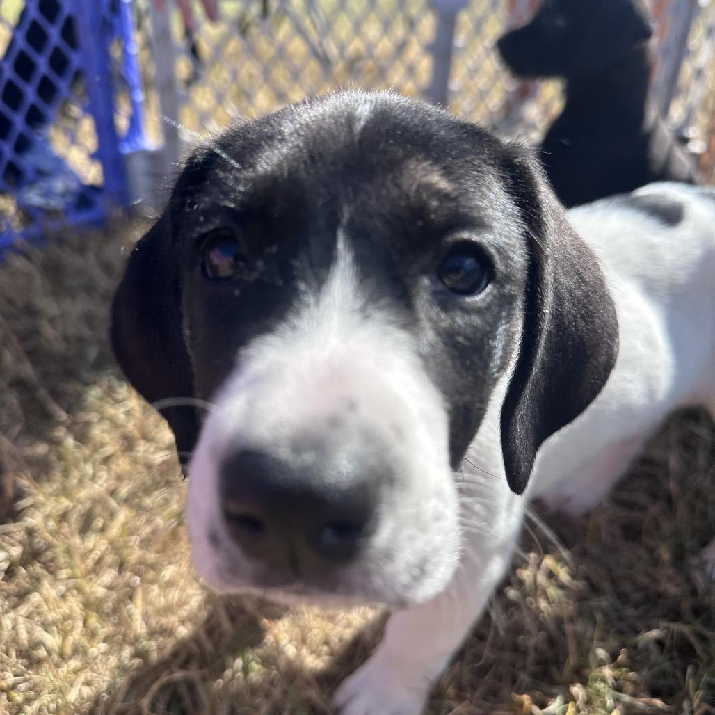 Enlarge Rachael Ann, a Adoptable mixed breed in Goodlettsville, TN image 6/6