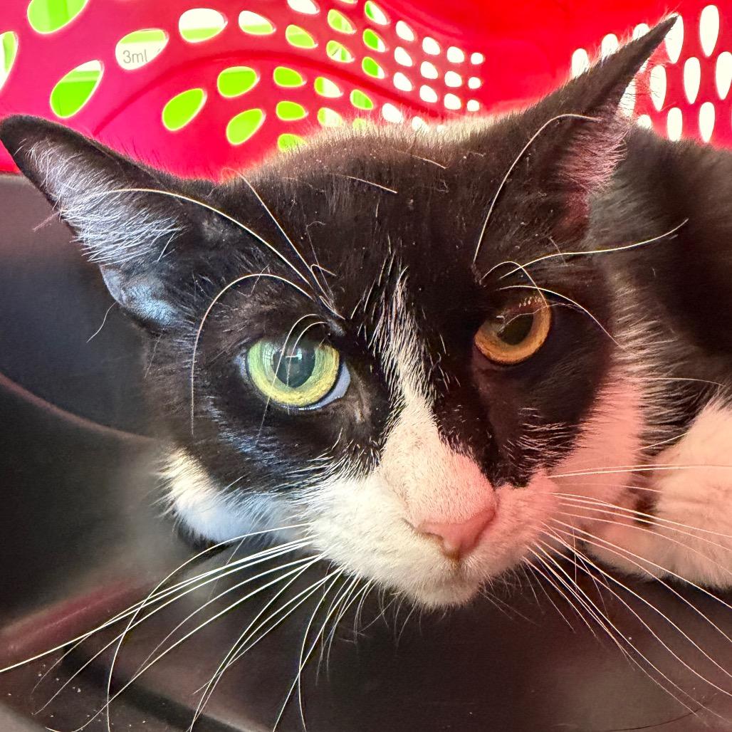 Bandit, a Adoptable Domestic Short Hair in Clearwater, FL image 1/3