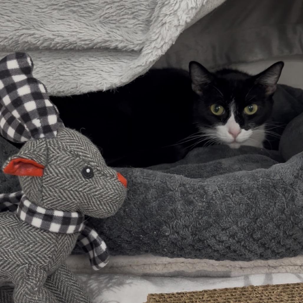 Bandit, a Adoptable Domestic Short Hair in Clearwater, FL image 2/3