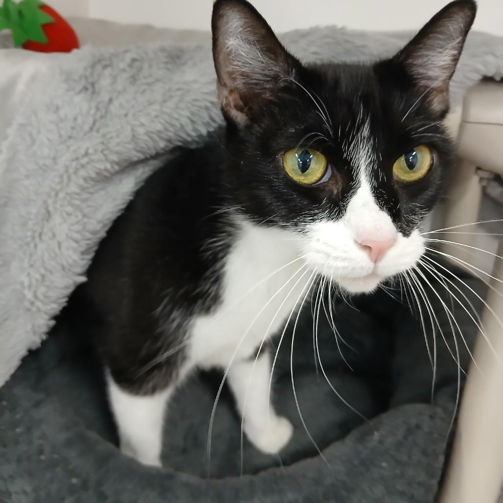 Bandit, a Adoptable Domestic Short Hair in Clearwater, FL image 3/3