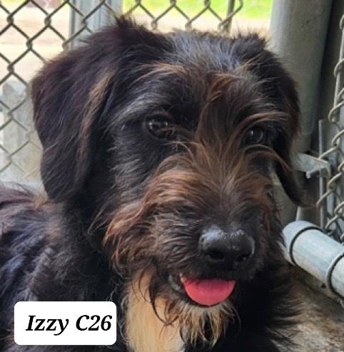 Enlarge Izzy, a ADOPTABLE mixed breed in Morganton, NC image 1/1