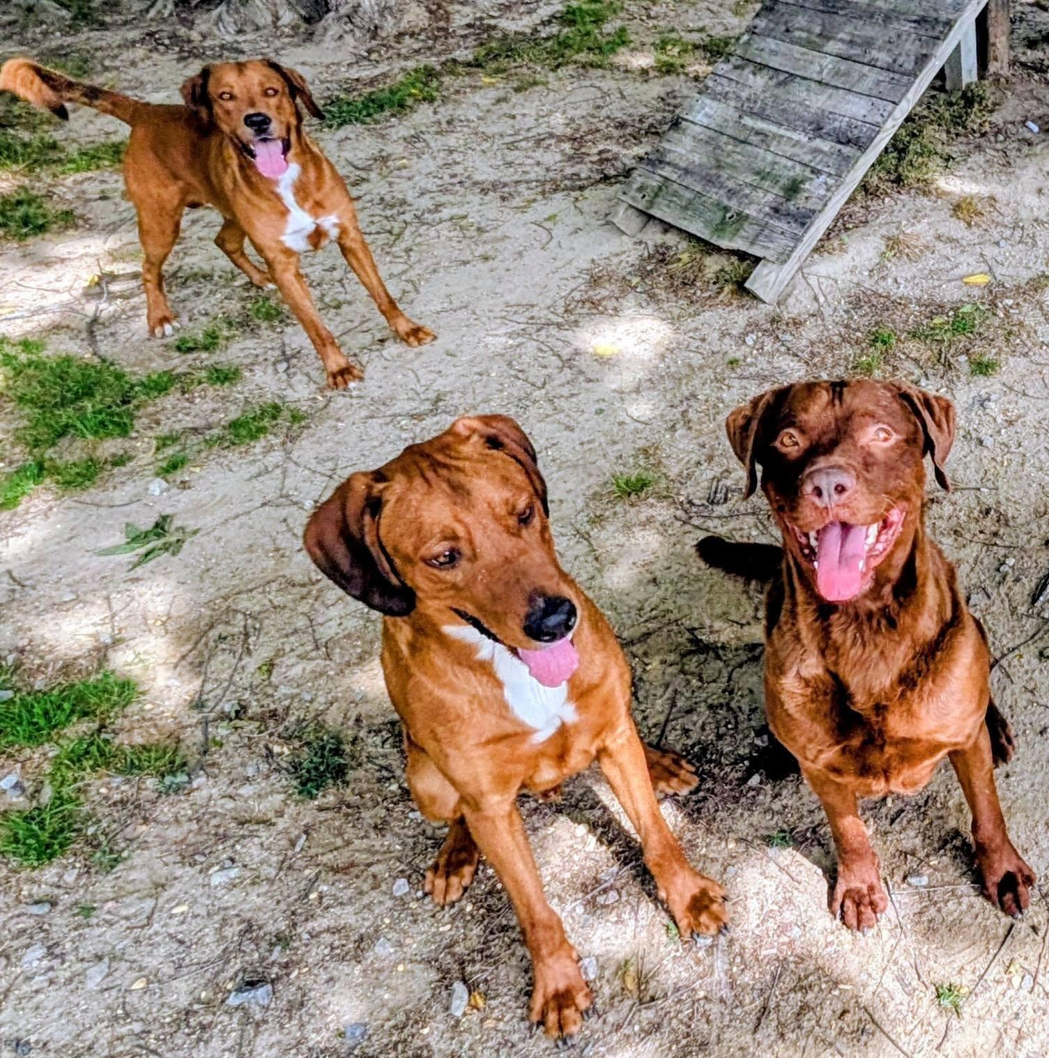 Enlarge Hercules, Hermes and Aries, a ADOPTABLE mixed breed in Colonial Heights, VA image 3/6