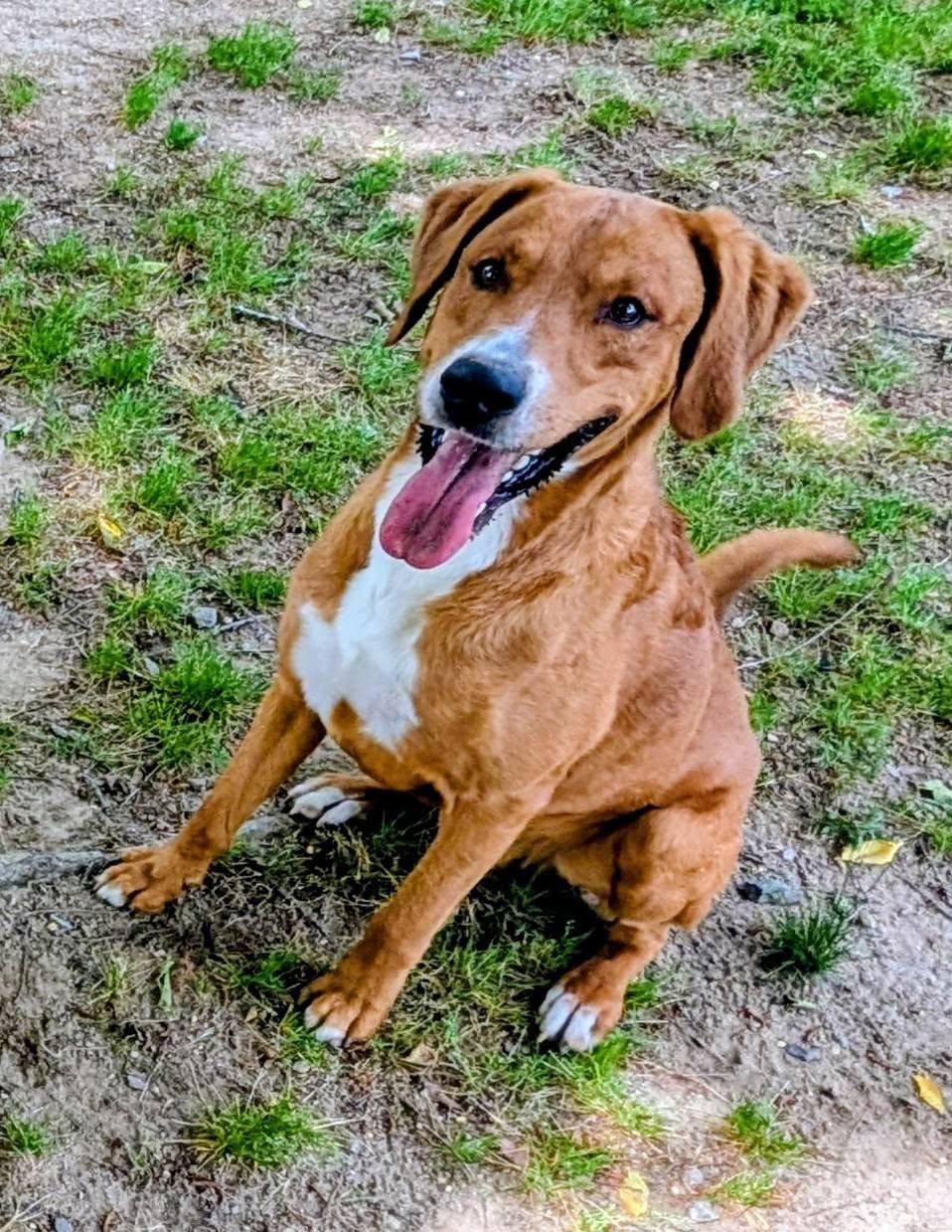 Enlarge Hercules, Hermes and Aries, a ADOPTABLE mixed breed in Colonial Heights, VA image 5/6