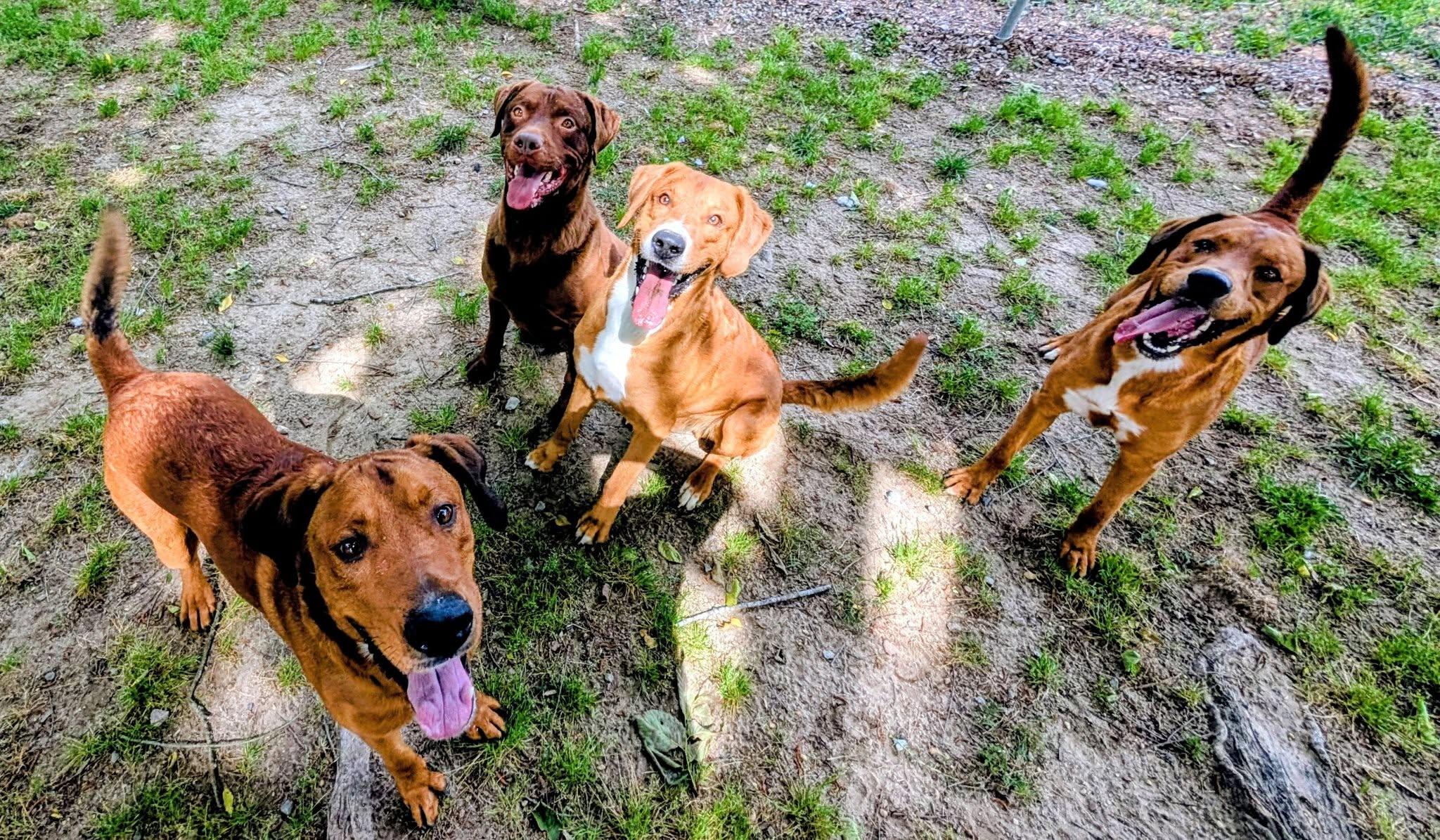 Enlarge Hercules, Hermes and Aries, a ADOPTABLE mixed breed in Colonial Heights, VA image 1/6