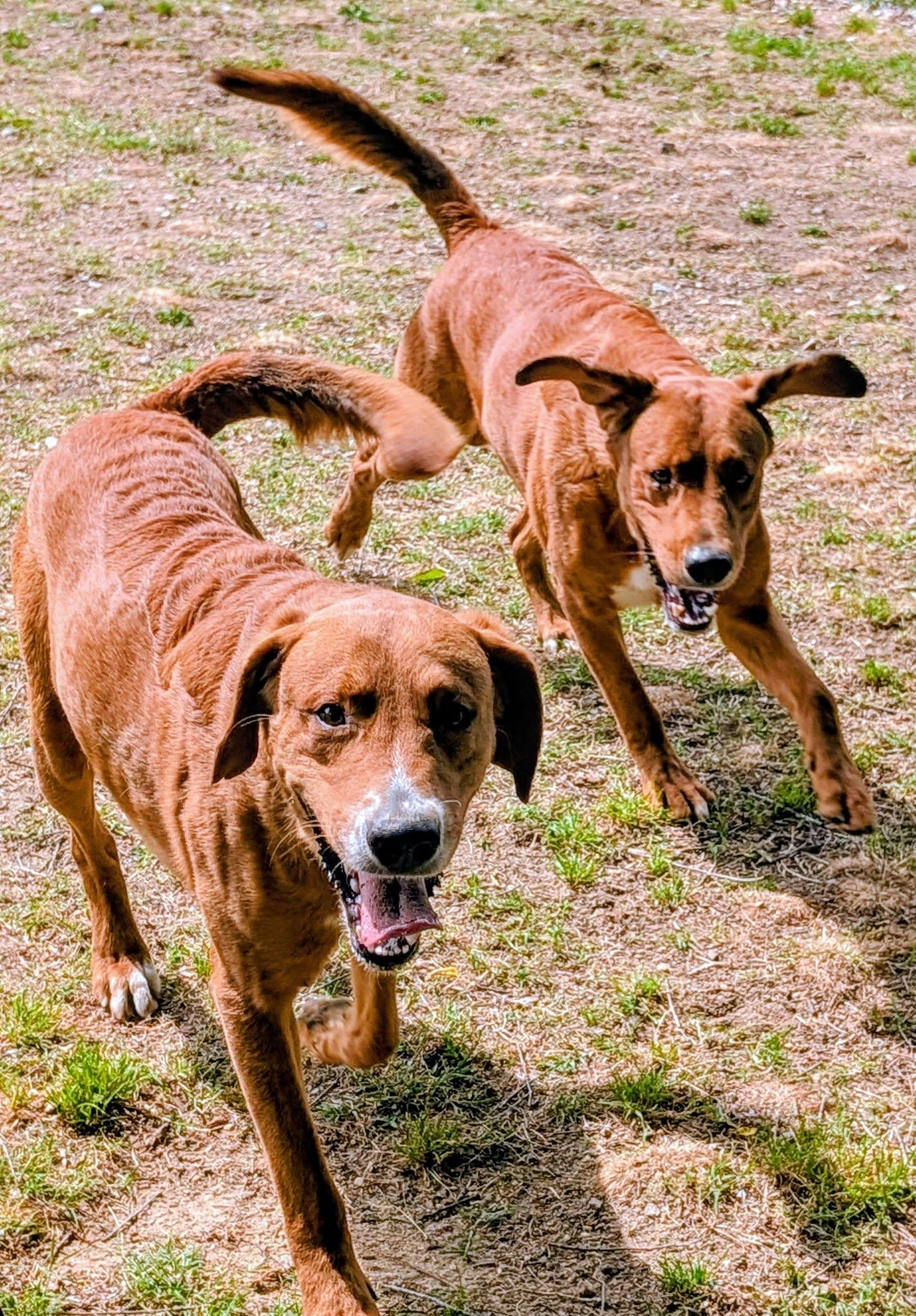 Enlarge Hercules, Hermes and Aries, a ADOPTABLE mixed breed in Colonial Heights, VA image 6/6