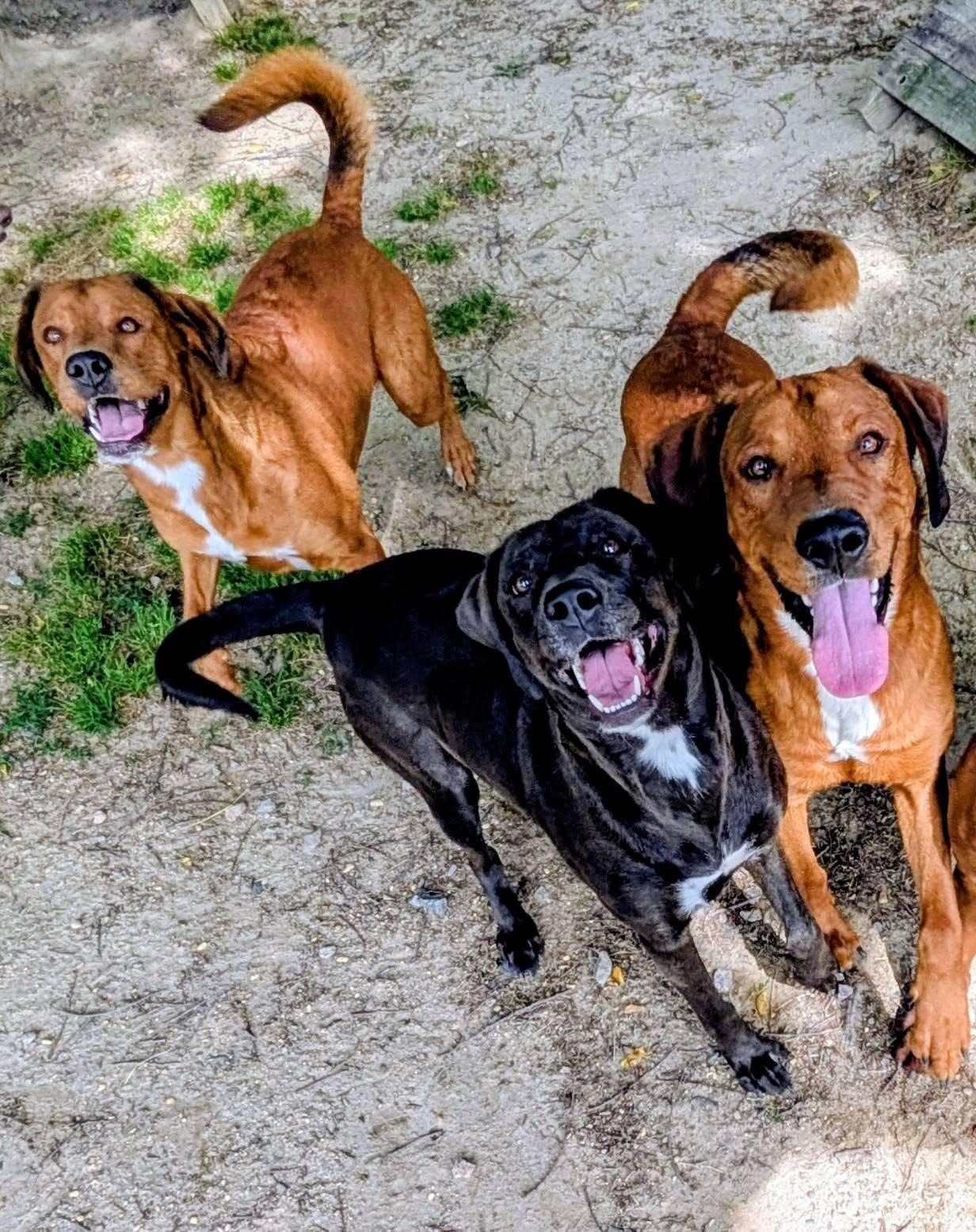 Enlarge Hercules, Hermes and Aries, a ADOPTABLE mixed breed in Colonial Heights, VA image 2/6