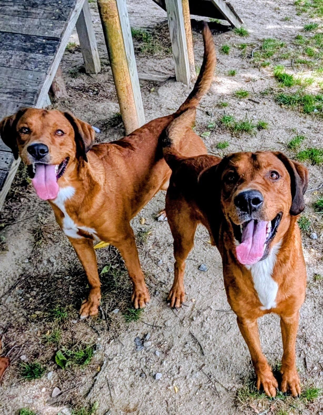 Enlarge Hercules, Hermes and Aries, a ADOPTABLE mixed breed in Colonial Heights, VA image 4/6