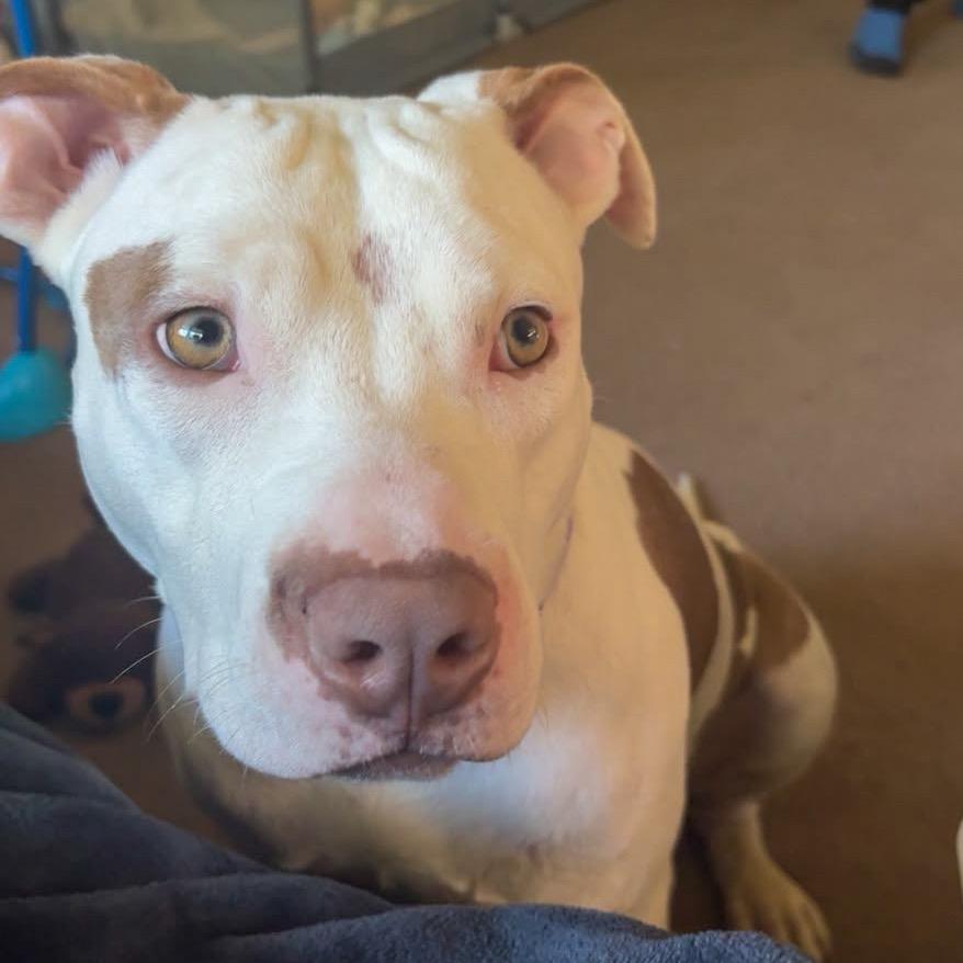 Enlarge Peaches, a Adoptable Pit Bull Terrier in Valparaiso, IN image 1/1